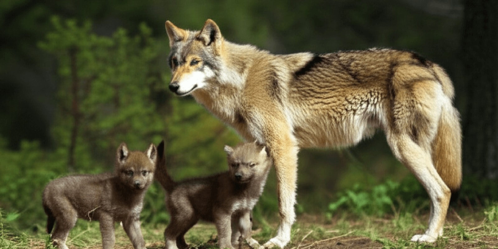 Conservation Efforts & Endangered Species in the USA