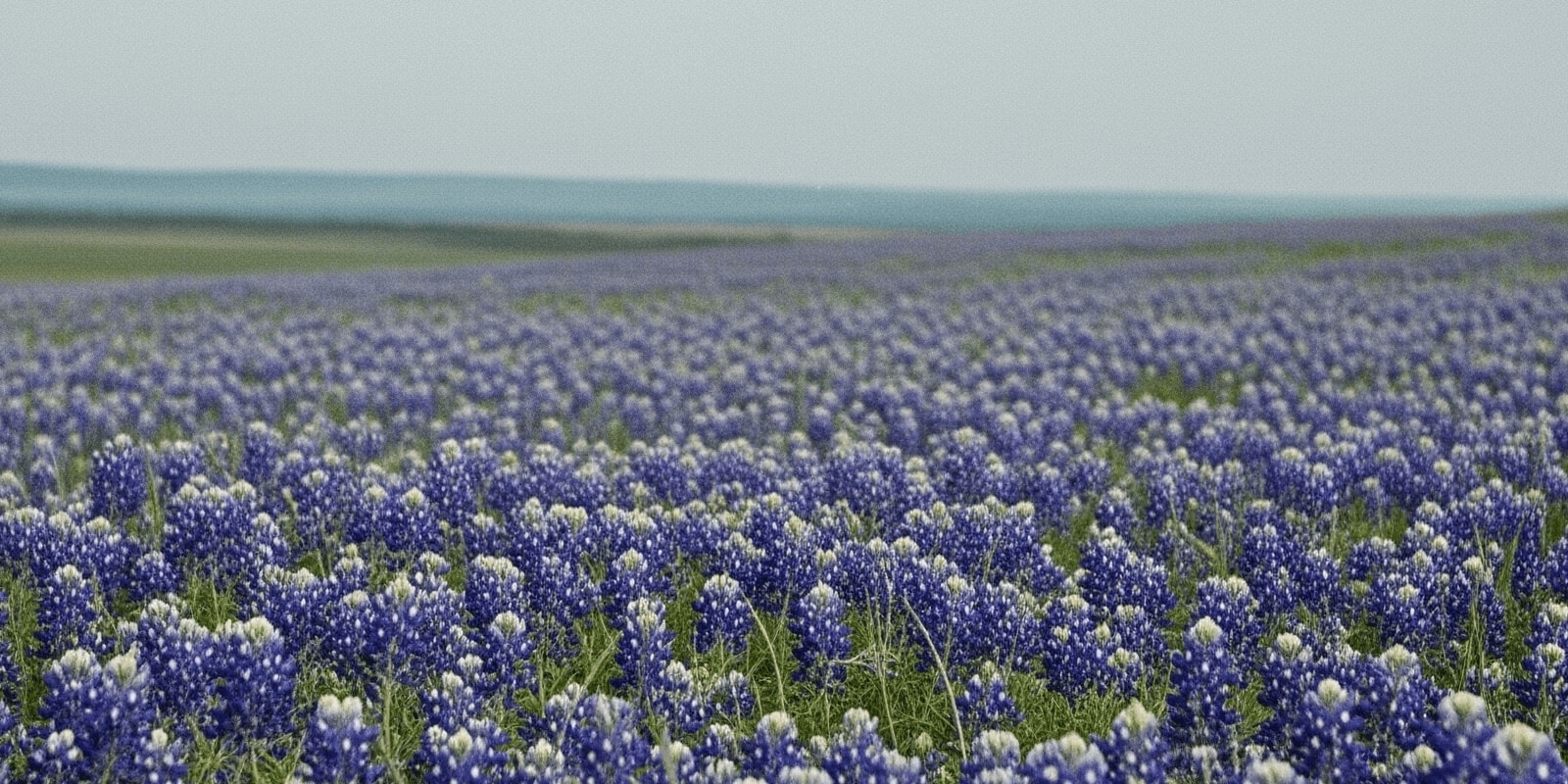 Wildflowers of the United States: Regional Blooms - Science & Nature Quiz Cover